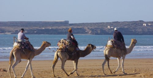 HORSEBACK RIDING & CAMEL RIDES
